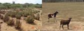 #6: ALOE VERA PLANTATION AND GOATS BREEDING