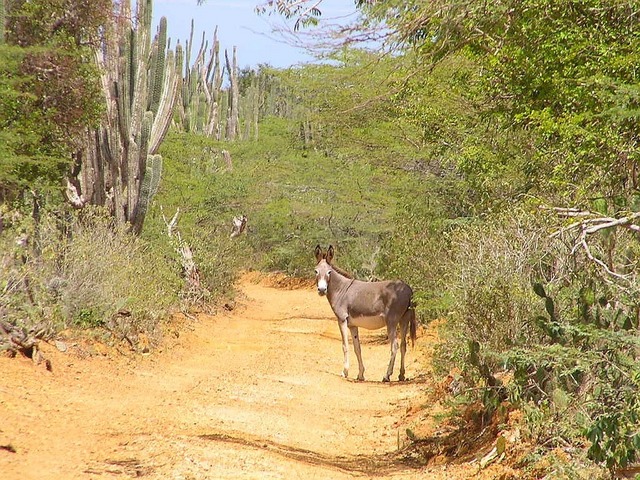 A dirt road leading to about 300 metres to the Confluence - Un camino que trae a 300 metres cerca la confluéncia