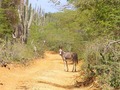 #9: A dirt road leading to about 300 metres to the Confluence - Un camino que trae a 300 metres cerca la confluéncia