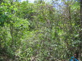 #3: West