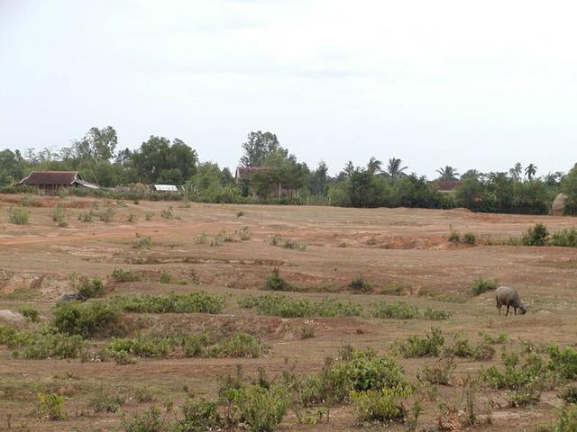 Grazing water buffalo