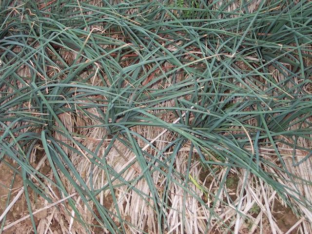 Close-up view of 'kieu', the spring-onion-like vegetable in the fields