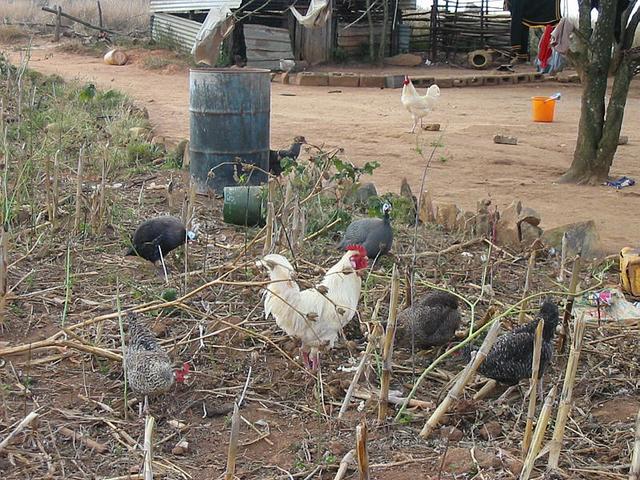 Hens and a cock at Confluence