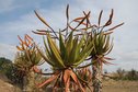 #8: Interesting plants at road side