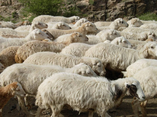 Sheep blocking the track down into the valley