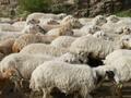 #10: Sheep blocking the track down into the valley