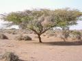 #10: A single tree near the Confluence