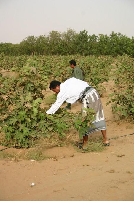 Muhammad Bashīr picking Balas