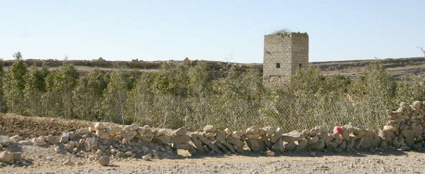 Qāt plantation near the confluence point