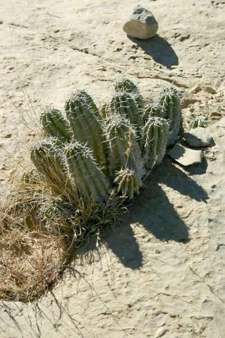 Small euphorbia plant near the confluence point