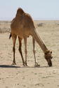 #9: Grazing camel