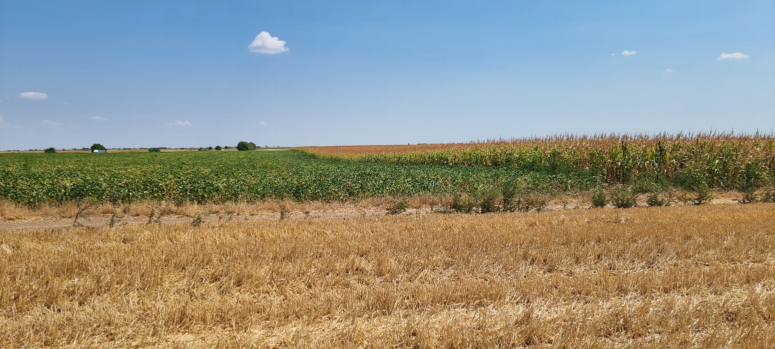 View East - corn and beans