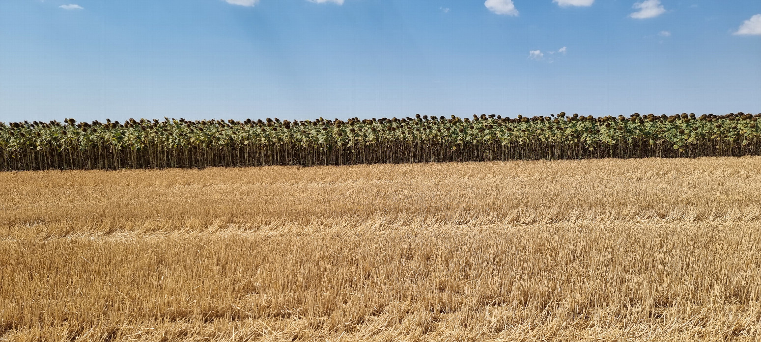 View West - sunflowers