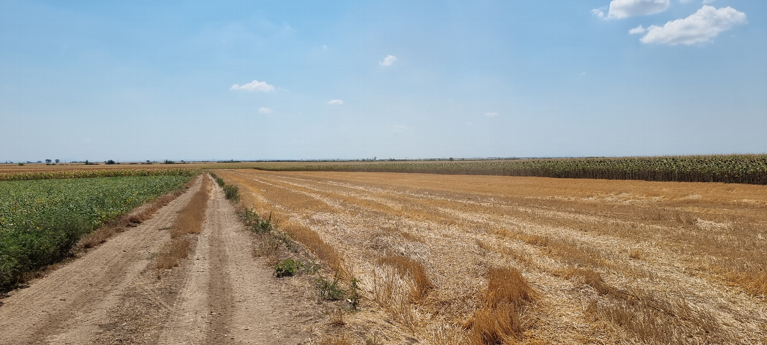 approaching farm track - confluence is behind the pressed down area