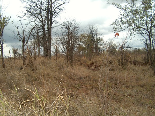 View East from the Confluence