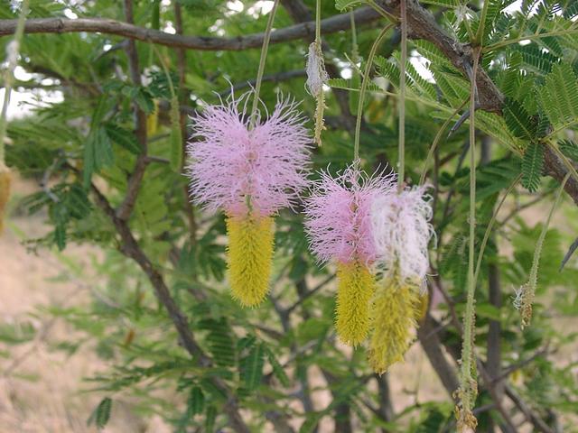 Sekelbos flowers