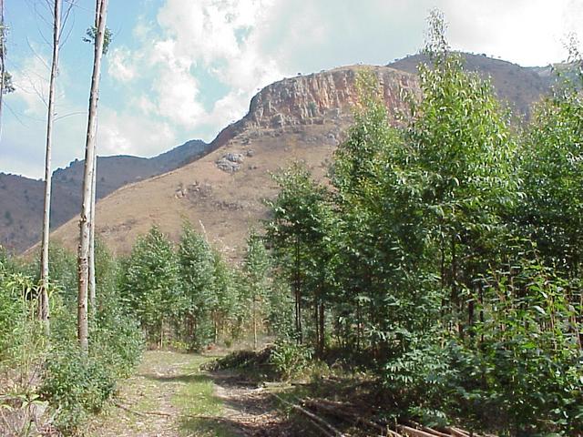 The Confluence was in the forest just before the mountain