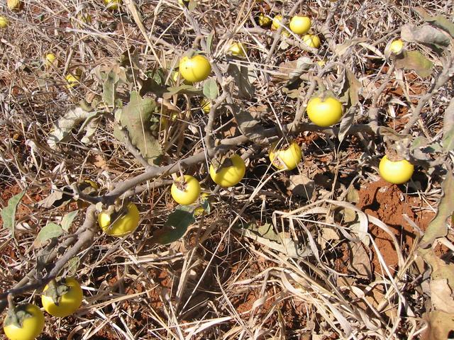 Solanum incanum