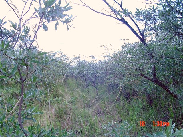 South view