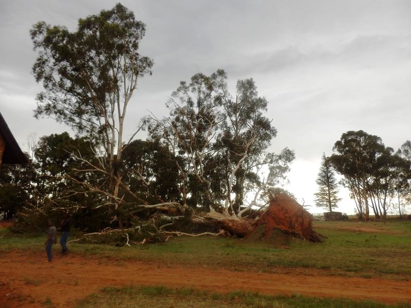 Fallen tree in the village