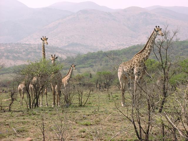 Giraffes