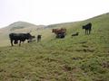 #10: Cattle near confluence point