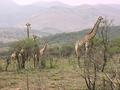 #9: Giraffes