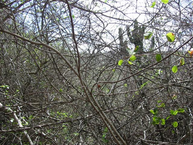 Looking north from the Confluence in the scrub