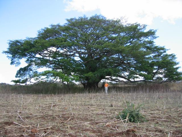 Another big tree near the Confluence