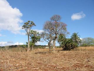 #1: Trees near Confluence