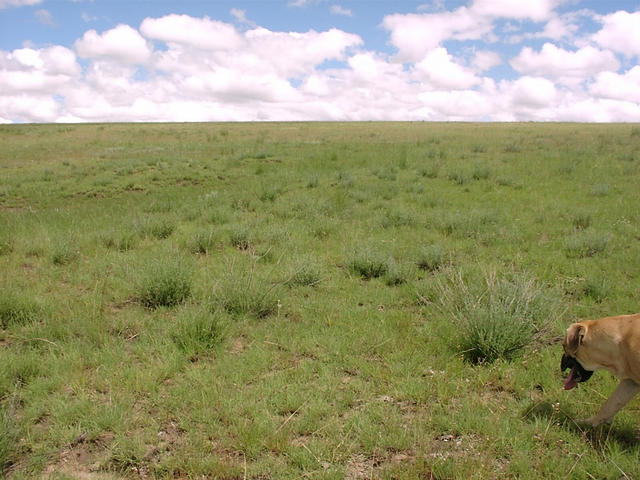 View south from Confluence