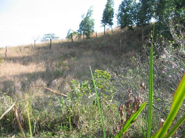 View to the West and Eucalyptus trees