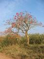 #10: Tree with red flowers close to Confluence.