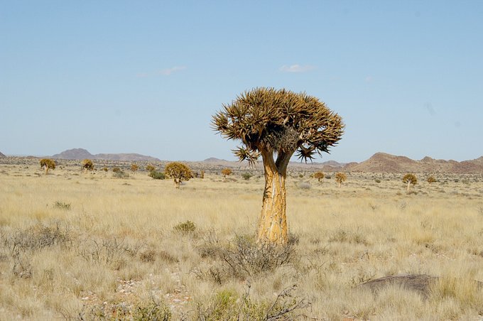 Quiver tree close by Confluence