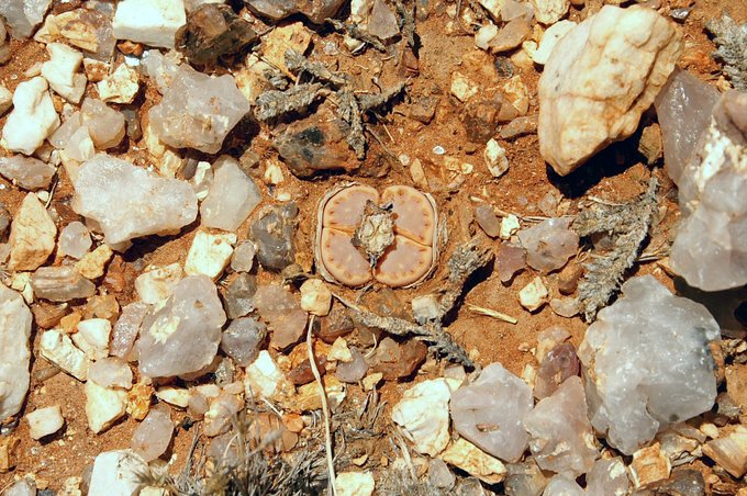 Elephant Track succulent (Litops sp.)