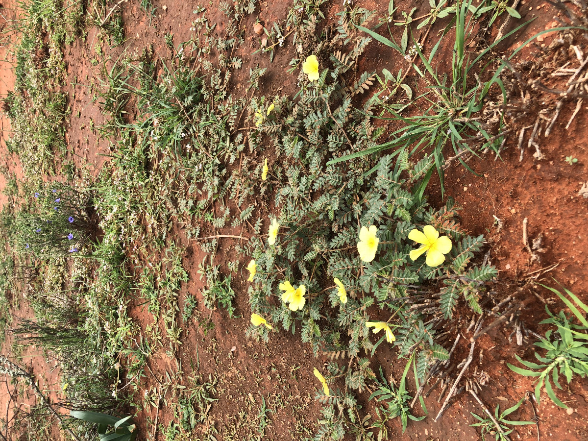 Flowers near the Confluence Point