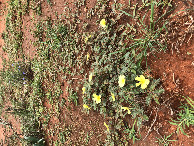 #9: Flowers near the Confluence Point