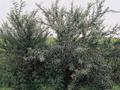 #8: Thorn bush, showing the real natural vegetation of the region