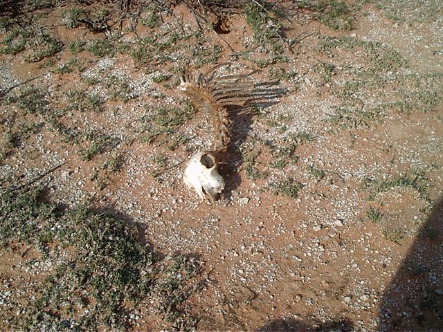 Sheep skeleton