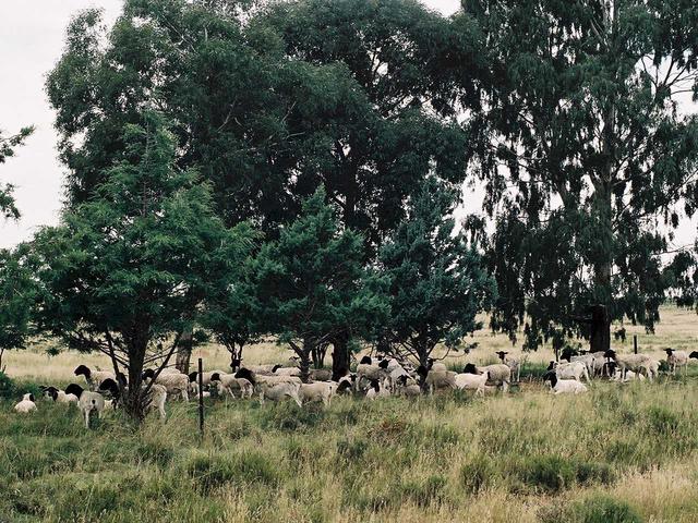 Sheep taking advantage of the only shade for miles around