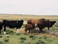 #5: Some typical cattle - Afrikander bull with cows and calves