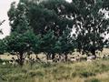 #6: Sheep taking advantage of the only shade for miles around