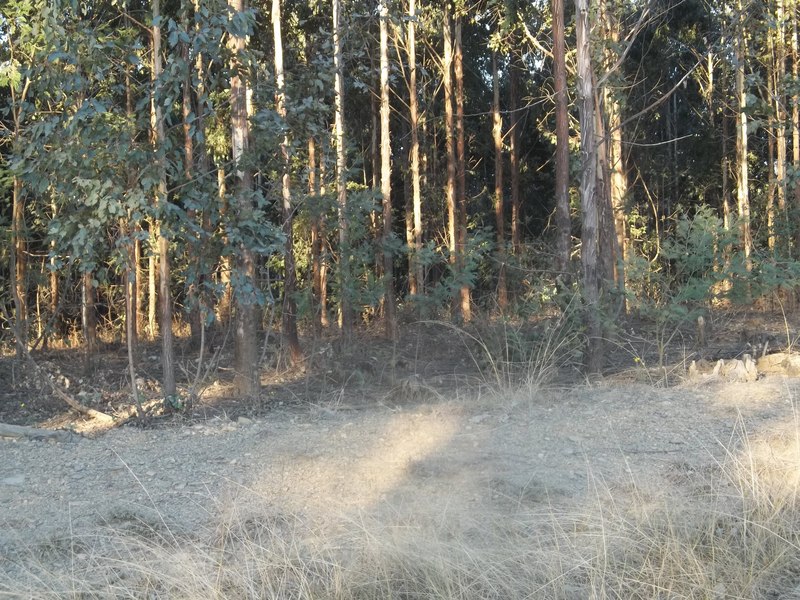 Looking west towards the Confluence from 50 m east of the Confluence