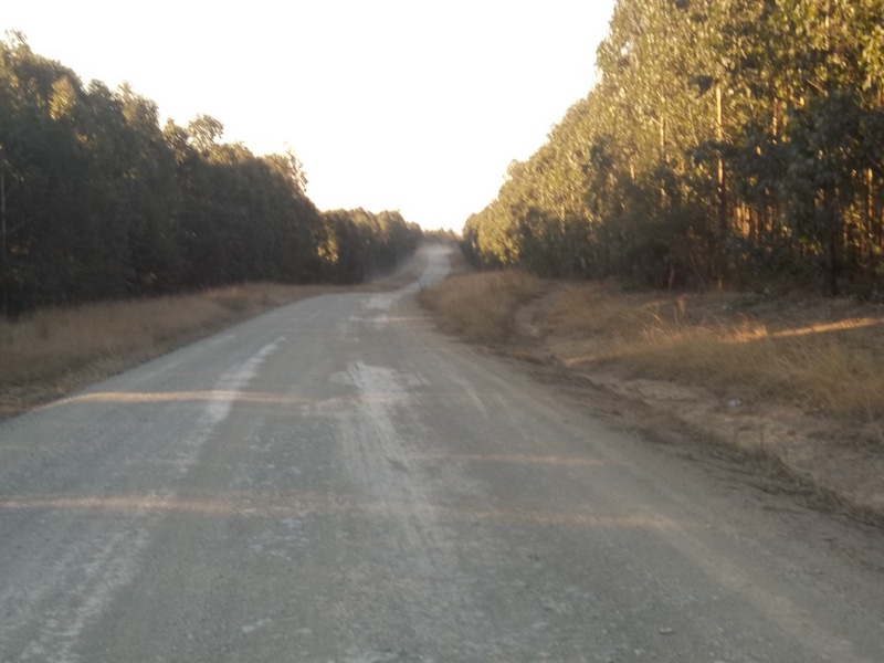 Road towards the North from 50 m east of the Confluence 