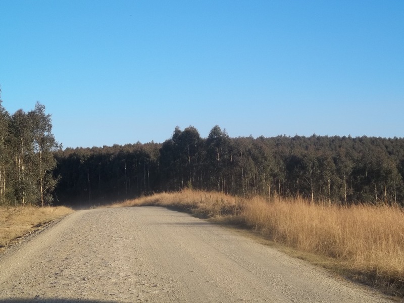 Road towards the South from 50 m east of the Confluence