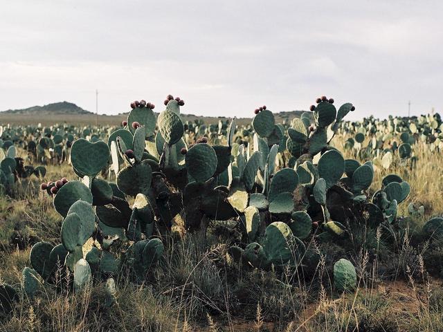 Prickly Pear, or Cactus