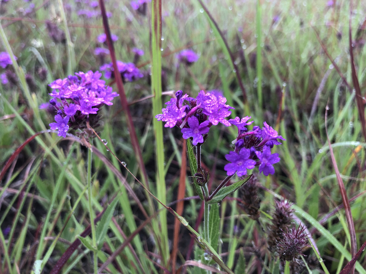 Flowers at the Confluence