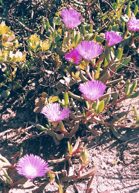 Wild flowers at confluence point