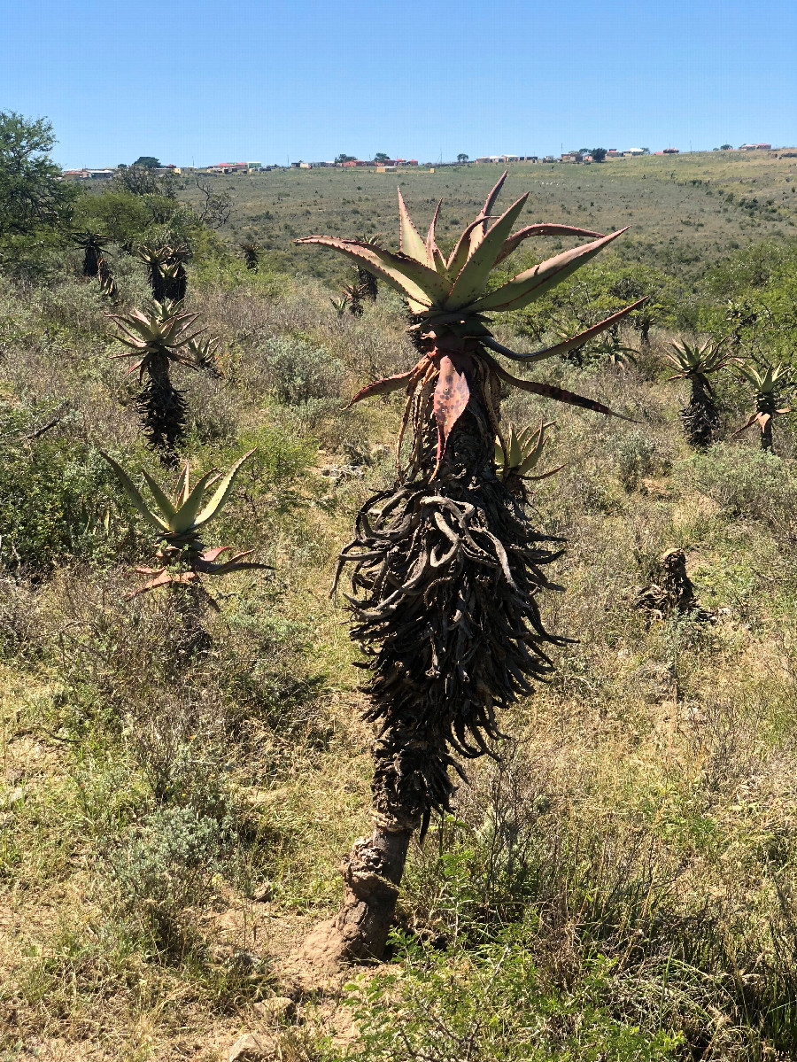 Aloe at the Confluence Point