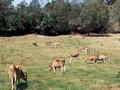#6: Farm animals